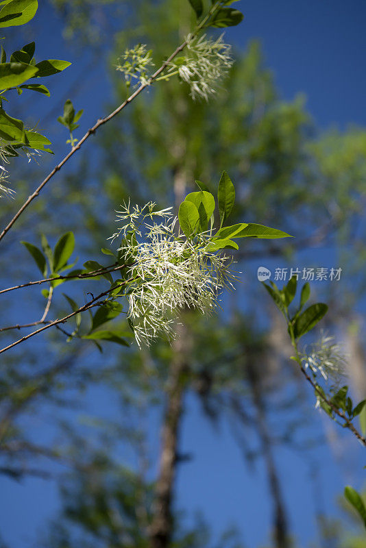 从下面看到盛开的流苏树(Chionanthus virginicus)，背景是森林和天空